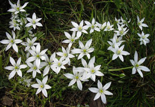 Ornithogalum umbellatum